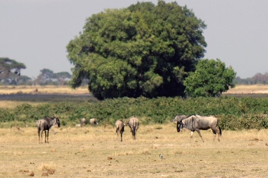 Kenia (139).jpg